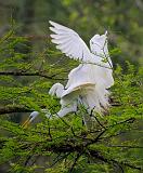 Breeding Egrets 46098